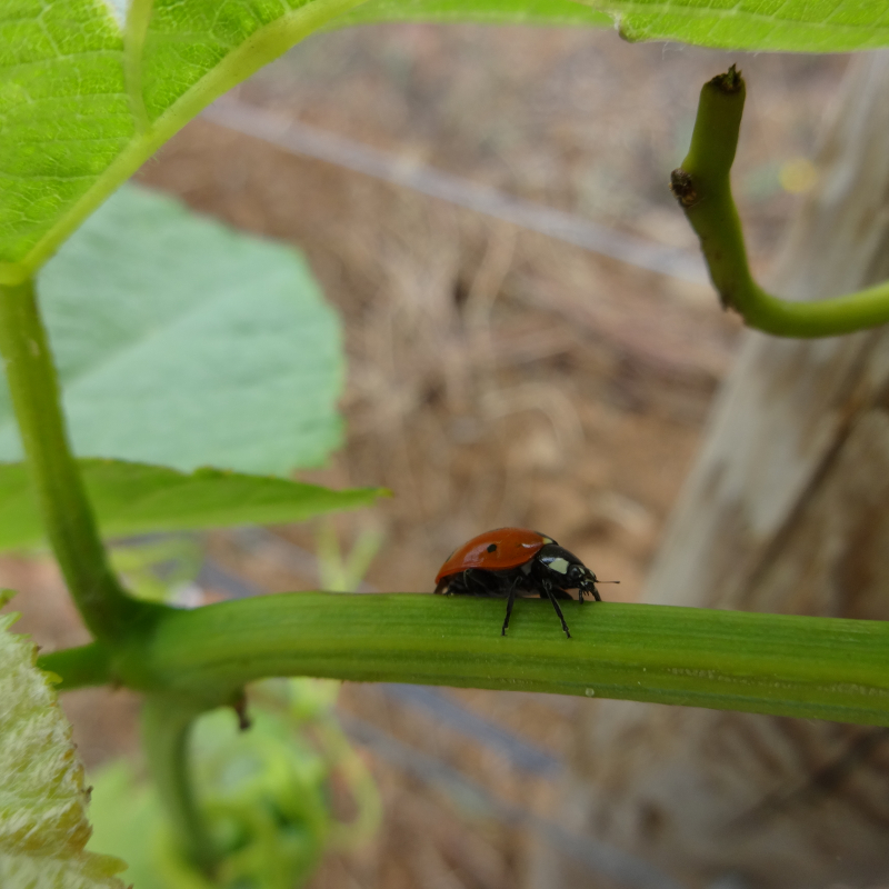 The Biodiversity and the Wine